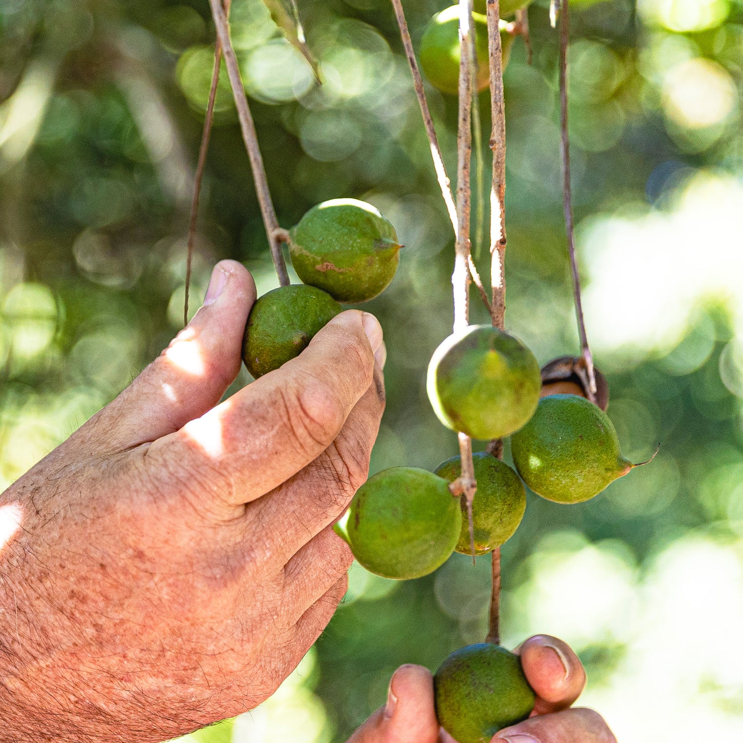 Vanilla Macadamias